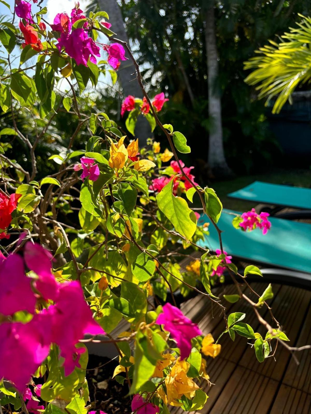 Le Petit Havre Tropical Guadeloupe, Gite, Massages & Spa سانت فرانسوا المظهر الخارجي الصورة
