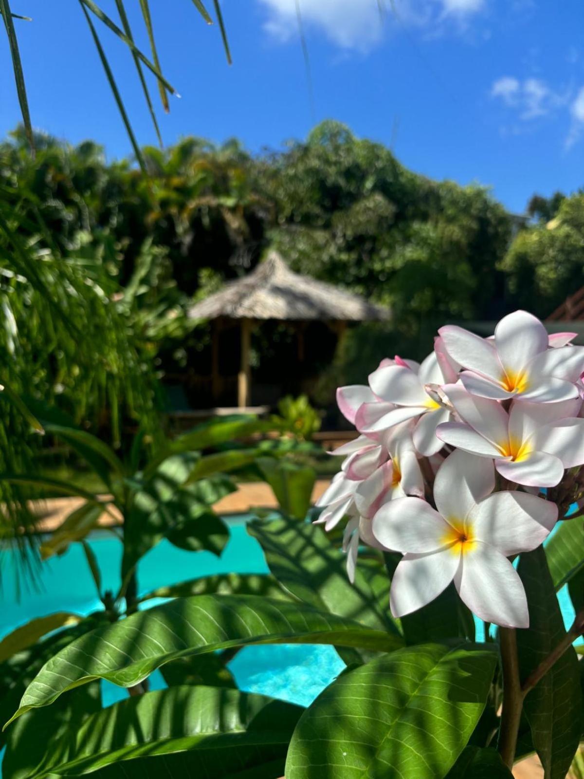 Le Petit Havre Tropical Guadeloupe, Gite, Massages & Spa سانت فرانسوا المظهر الخارجي الصورة